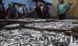 The city of Ezbet El-Borg in Damietta is being renowned globally in the fields of fishing...