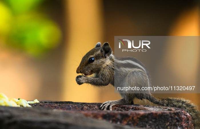 Animal India - Funambulus Pennantii