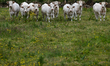 HOTTOT-LES-BAGUES, FRANCE - JUNE 13: A herd of young bulls grazes in a farm field near Ho...