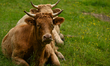 HOTTOT-LES-BAGUES, FRANCE - JUNE 13: Two Limousin cattles graze in a farm field near Hott...