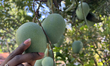 A woman is picking raw mangoes hanging in a mango tree in Pattom, Thiruvananthapuram (Triv...