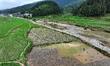 A farmer is inserting seedlings in his flood-hit rice field in Gaozhai village, Guizhou pr...