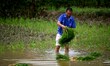 A farmer is inserting seedlings in his flood-hit rice field in Gaozhai village, Guizhou pr...
