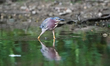 A green heron is looking for fish just after sunrise at the Oxbow Nature Conservancy in La...
