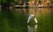 A green heron is looking for fish just after sunrise at the Oxbow Nature Conservancy in La...