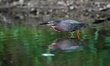 A green heron is looking for fish just after sunrise at the Oxbow Nature Conservancy in La...