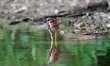 A green heron is looking for fish just after sunrise at the Oxbow Nature Conservancy in La...