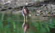 A green heron is looking for fish just after sunrise at the Oxbow Nature Conservancy in La...