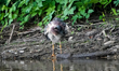 A green heron is looking for fish just after sunrise at the Oxbow Nature Conservancy in La...