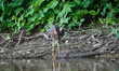 A green heron is looking for fish just after sunrise at the Oxbow Nature Conservancy in La...