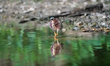A green heron is looking for fish just after sunrise at the Oxbow Nature Conservancy in La...