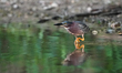 A green heron is looking for fish just after sunrise at the Oxbow Nature Conservancy in La...