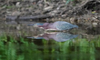 A green heron is looking for fish just after sunrise at the Oxbow Nature Conservancy in La...