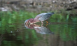 A green heron is looking for fish just after sunrise at the Oxbow Nature Conservancy in La...