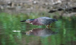 A green heron is looking for fish just after sunrise at the Oxbow Nature Conservancy in La...