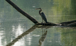 A great blue heron is looking for fish just after sunrise at the Oxbow Nature Conservancy...
