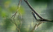 A great blue heron is looking for fish just after sunrise at the Oxbow Nature Conservancy...