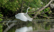 A great egret is looking for fish just after sunrise at the Oxbow Nature Conservancy in La...