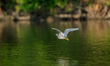 is looking for fish just after sunrise at the Oxbow Nature Conservancy in Lawrenceburg, In...