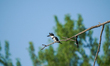 A kingfisher is hunting for fish just after sunrise at the Oxbow Nature Conservancy in Law...