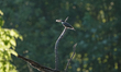 A kingfisher is hunting for fish just after sunrise at the Oxbow Nature Conservancy in Law...