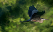 A great blue heron is being seen just after sunrise at the Oxbow Nature Conservancy in Law...