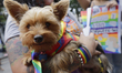 Members of the dissident bloc are carrying a dog while marching from the Angel of Independ...
