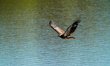 An American bald eagle is hunting for fish along the Great Miami River in North Bend, Ohio...