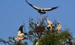 Openbill storks are perching on top of a tree as they arrive to nest and breed in Nagaon d...
