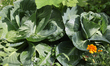 Cabbages are growing in a vegetable garden in Toronto, Ontario, Canada, on July 14, 2024. 