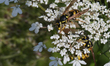 Eastern Yellowjacket Wasps (Vespula maculifrons) are gathering on a Queen Anne's Lace (Dau...
