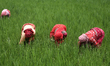 Nepali farmers are working in a paddy field on the outskirts of Lalitpur, Nepal, on July 1...