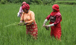 Nepali farmers are working in a paddy field on the outskirts of Lalitpur, Nepal, on July 1...