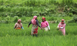 Nepali farmers are working in a paddy field on the outskirts of Lalitpur, Nepal, on July 1...