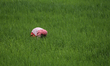 Nepali farmers are working in a paddy field on the outskirts of Lalitpur, Nepal, on July 1...