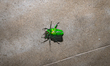 Heterorhina Elegans Is A Species Of Scarab Beetle Found In India And Sri Lanka That Belong...