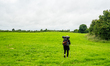 A hiker is walking on a very green field while walking the Ireland Way in Galway County, I...