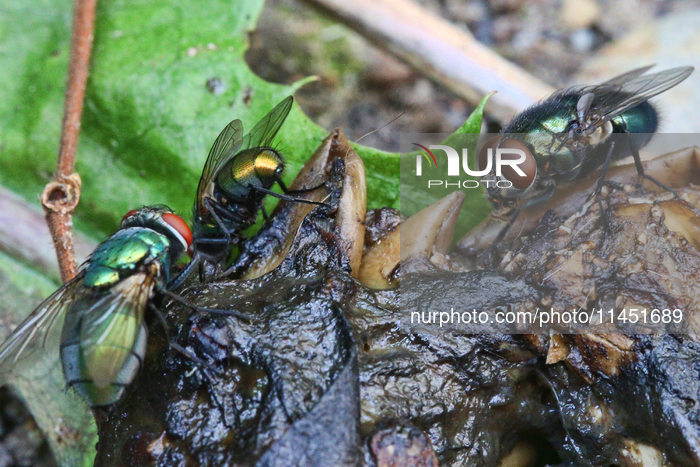 Common Green Bottle Flies