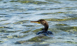 A cormorant is swimming in the sea by the Seu Oasis and bay in Cabras, Sardinia, Italy, on...