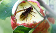 A hornet is seen on an apple in a garden in southern Poland on August 11, 2024. 
