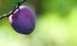A plum is seen on a tree in a garden in southern Poland on August 11, 2024. 