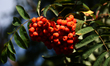 Mountain ash is seen at a tree in a garden in southern Poland on August 11, 2024. 