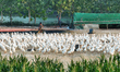 A large white goose looks for food at an ecological goose breeding base in Suqian, China,...