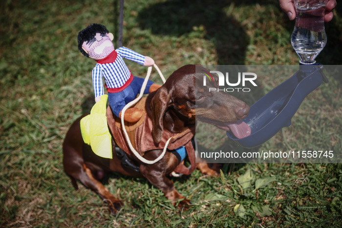 The Dachshund March In Krakow