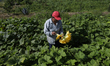 Lucia Padron, a native of the Tlahuac municipality in Mexico City, cuts squash blossoms in...