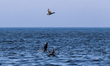 Cormorants and a duck are seen in Baltic Sea near Leba, famous pomeranian tourist resort i...