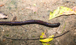 An earthworm was observed crawling on the ground in Tehatta, West Bengal, India, on Septem...