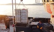 Seafood lifted ashore fills the dock at Jimiya Fishing Port in the West Coast New area of...