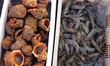 Conch and prawns are seen on the dock at Jimiya Fishing Port in the West Coast New Area of...