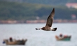 Seagulls fly over the sea at the seaside of Gujia Island, a new area on the West coast of...